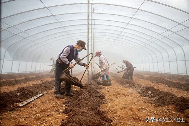 根腐病烂根死苗怎么治,烂根死苗怎么治
