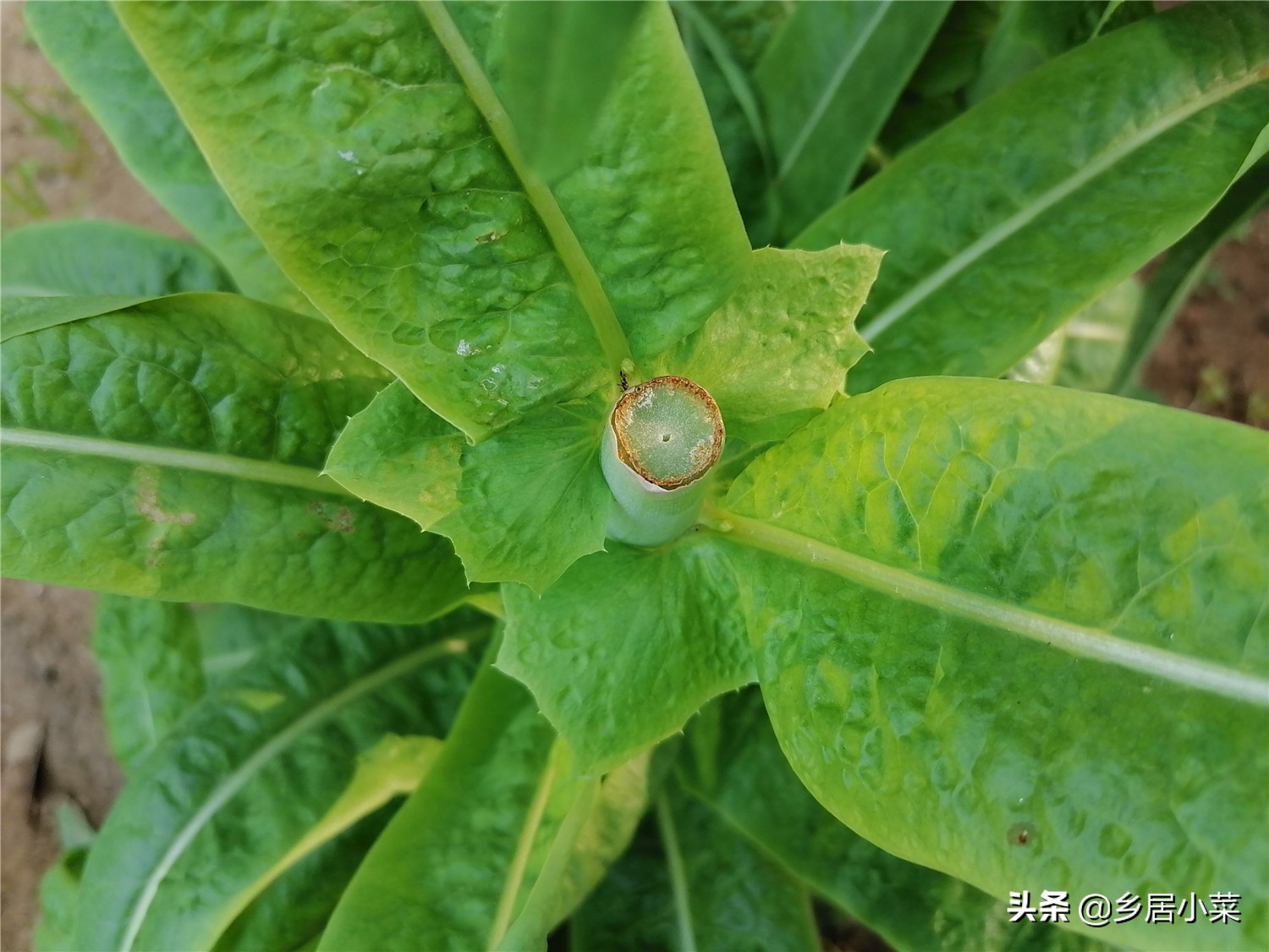 秋季栽培的莴笋生长期,莴笋整个生长期需肥
