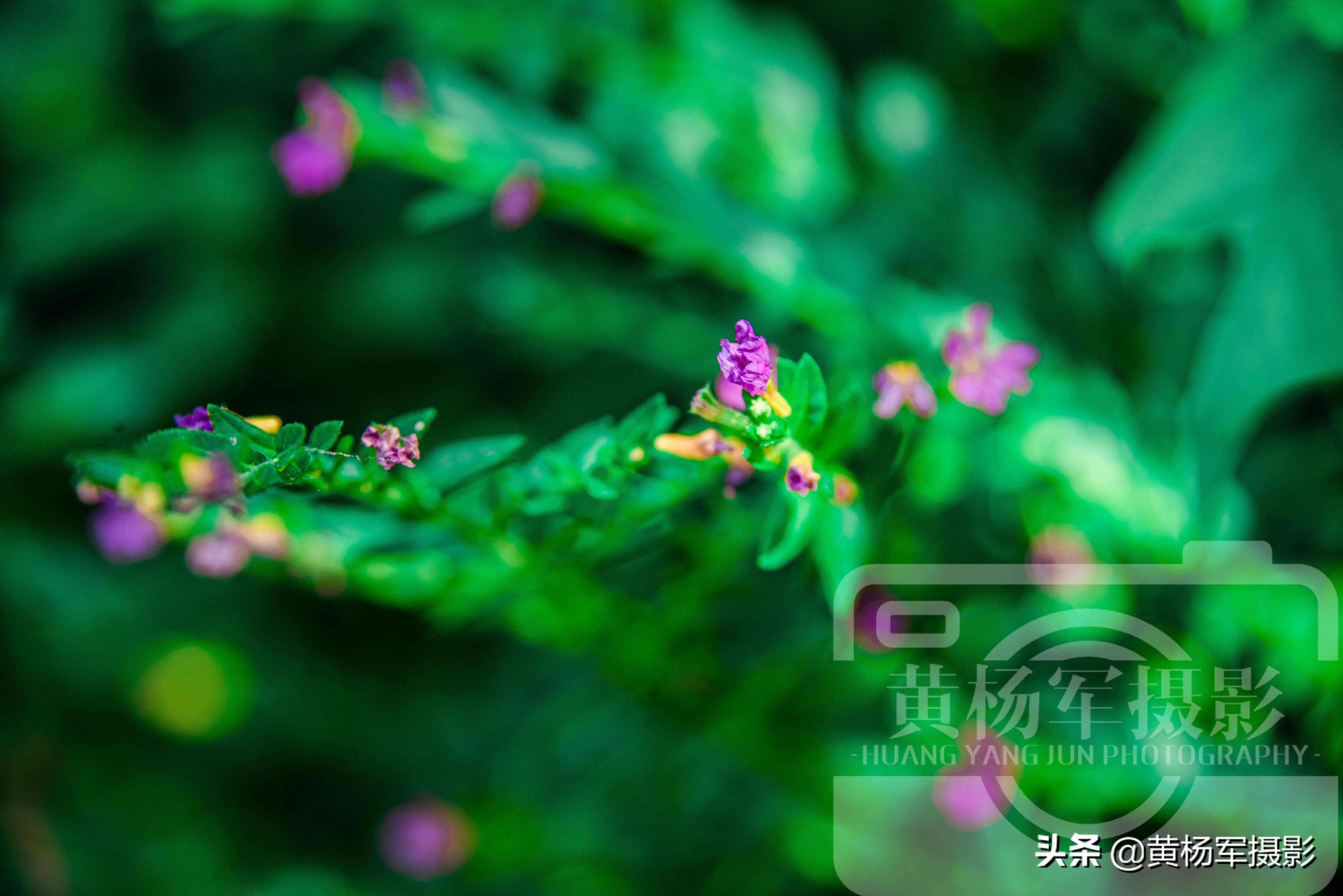 阳光下盛开的美丽玫瑰完整版,阳光下娇艳月季图片