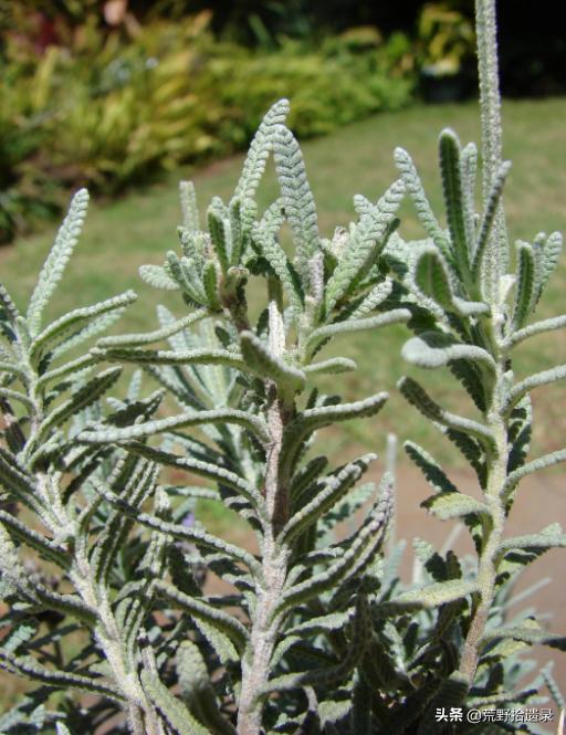 衣草的种植方法和注意事项图片,薰衣草种植需要什么条件才能种植