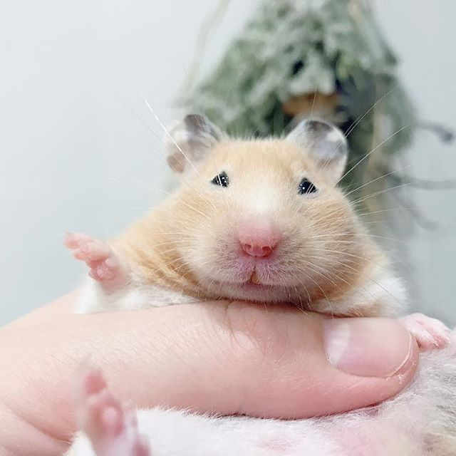 仓鼠玩累了倒头就睡，为确保鼠鼠睡眠充足，还请饲主“手下留情”