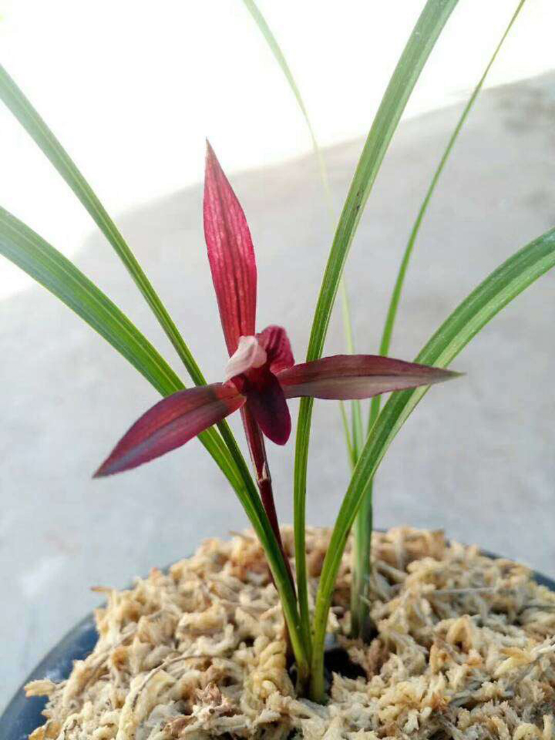 兰花叶从根部往上变黑,兰花叶变黄根变黑是啥原因