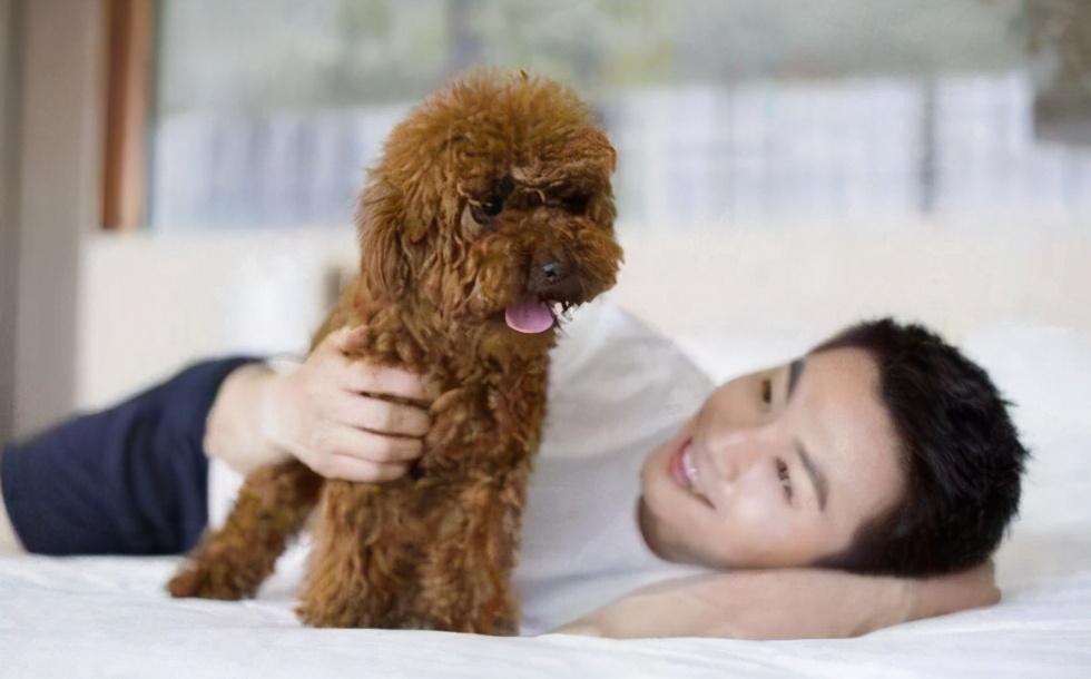 泰迪狗爱你会怎么表现,泰迪犬一直卧在你身边是为什么