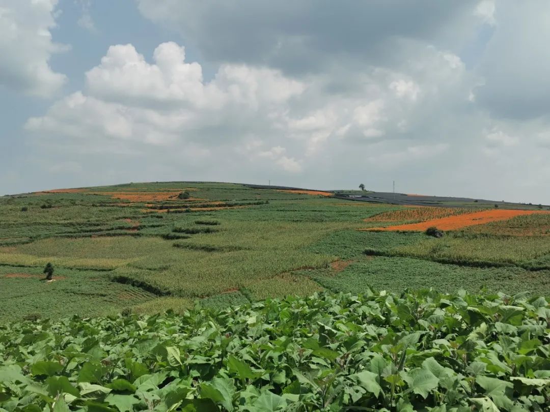 扶贫致富直播,扶贫一线话小康视频