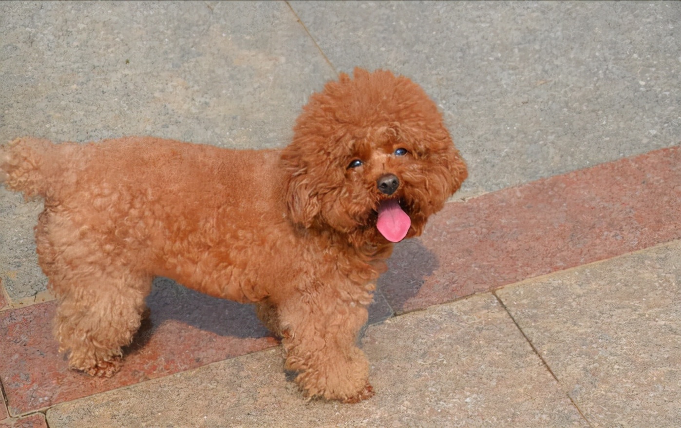 这些狗是“笑面狗”,它犯错了,你也不舍得打