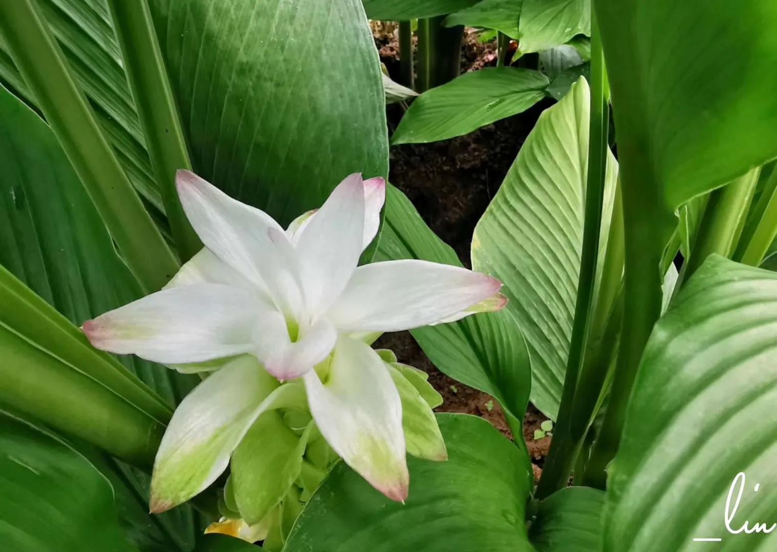 中药起效原理是什么,中药吃几剂见效