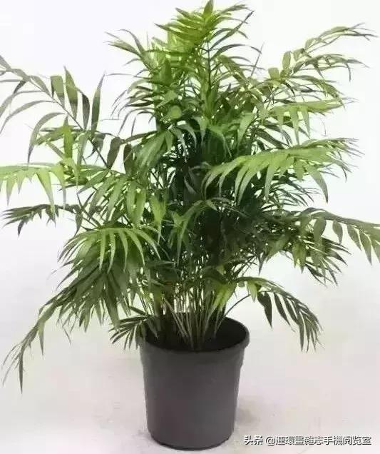 100种常见花卉植物图谱,100种花卉素描图谱