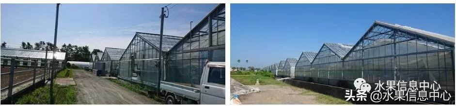 日本农业发达到什么程度?荔枝、香蕉、菠萝竟然用温室来种