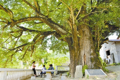 【树木传奇•深度影响中国的树】东方圣者耀中华——公孙树（银杏）