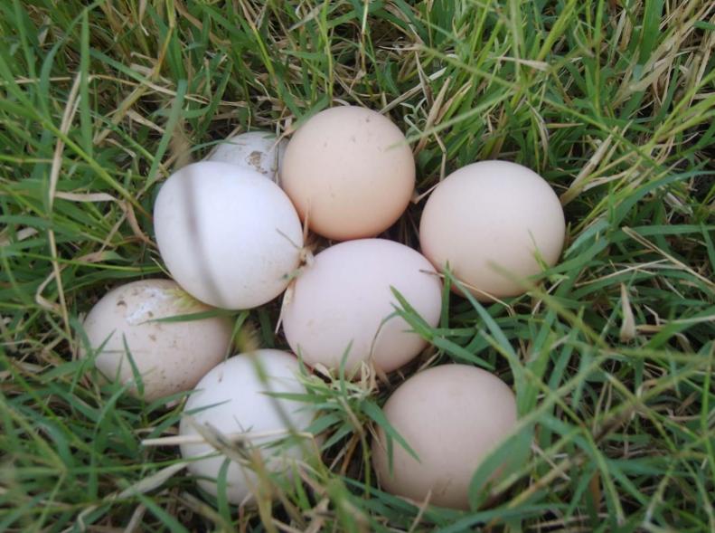 假鸡蛋的具体辨别方法,假鸡蛋的辨别方法不对