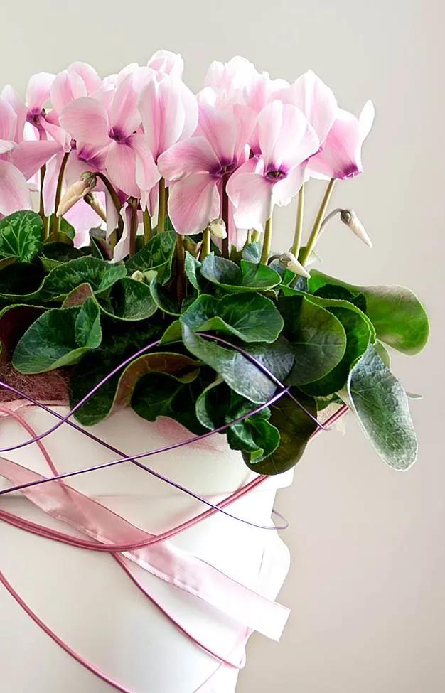 如果放在动物界，这种花就是猛犸象般的神奇存在