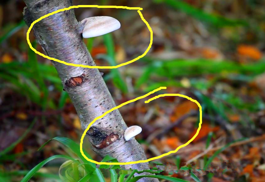 蘑菇是真菌还是植物,香气很浓的蘑菇叫什么菇