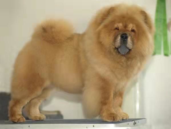 松狮犬蠢萌视频,松狮犬的优点和缺点掉毛吗