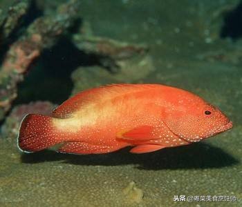 名贵海鲜食材排名,名贵海鱼大全图片