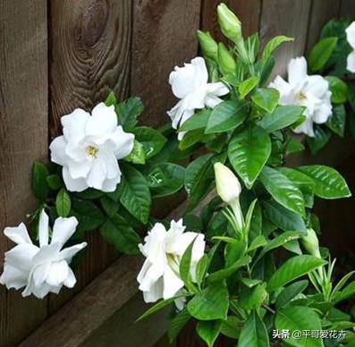 养花养根药片磨碎用上根系呼呼长,用什么药水可以让植物爆根