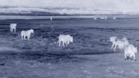 流浪雄狮和幼狮,流浪幼狮米菲成长记