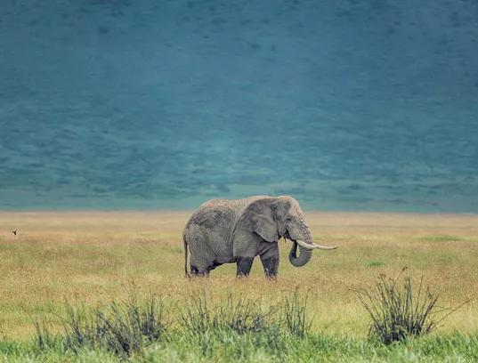 坦桑尼亚之旅,坦桑尼亚东非草原