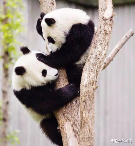 你知道你和大熊猫有什么区别吗,你以为的大熊猫是萌萌的
