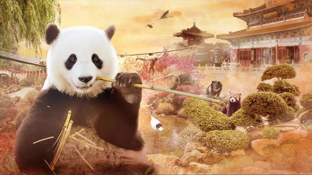 终于拍到熊猫,终于拍到了可爱的大熊猫