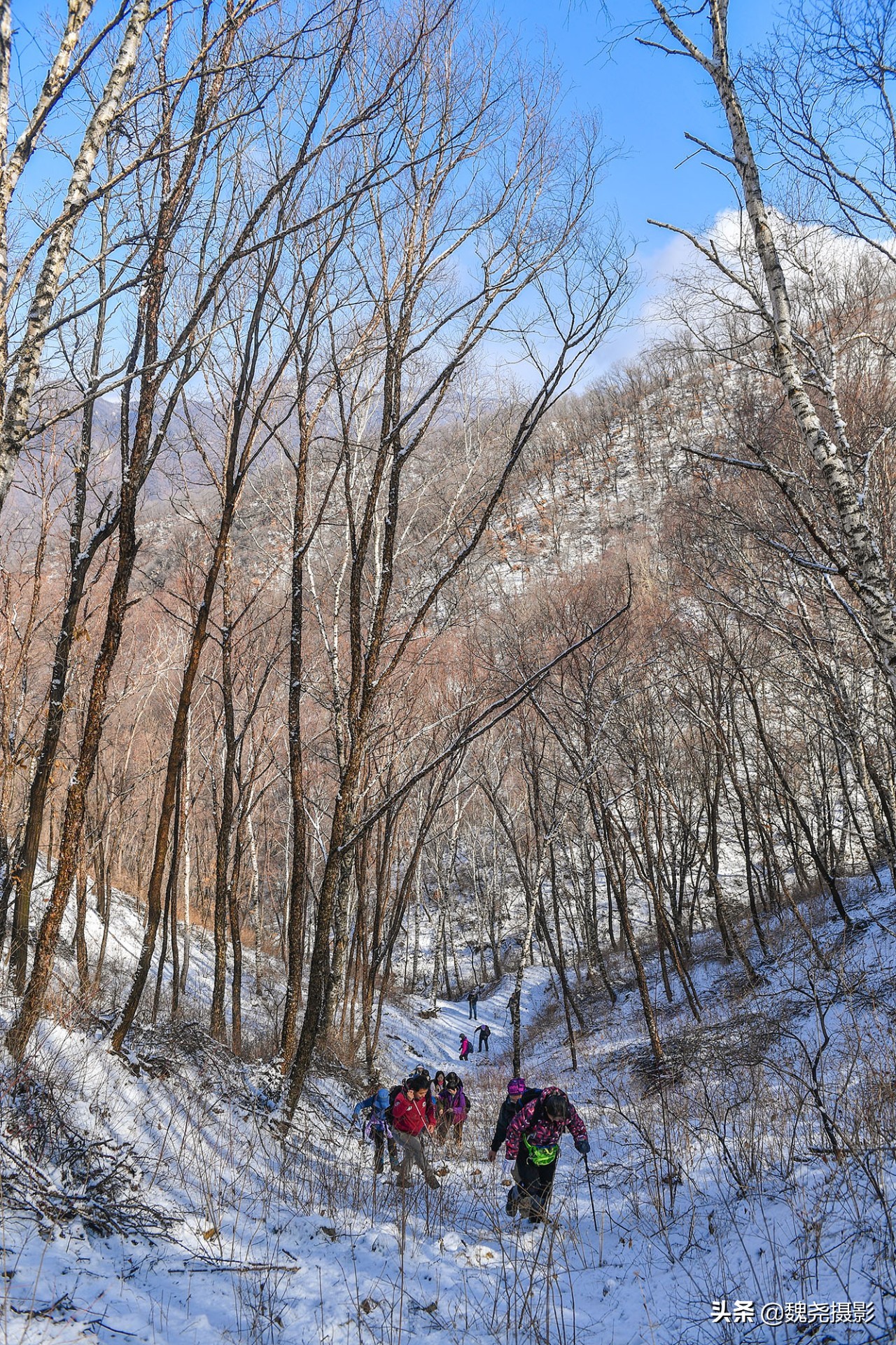 雪+雾凇+侧金盏+款冬=一次完美寻花之旅