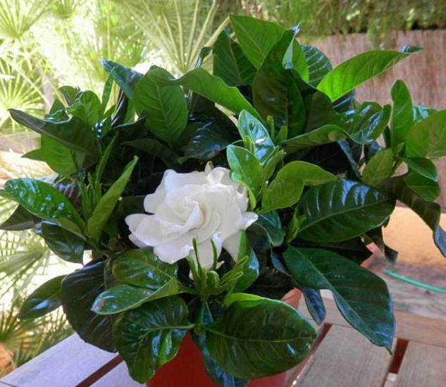 栀子花怎么养才会茂盛多开花快,怎么样使栀子花叶子油绿常开花