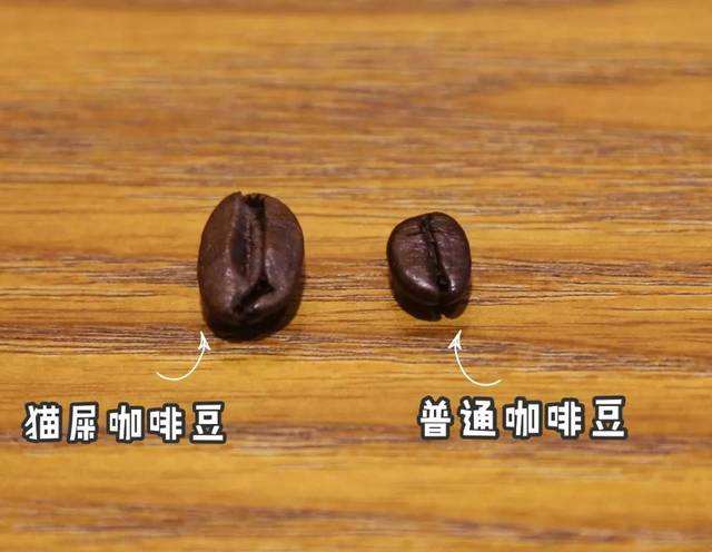 猫屎咖啡到底有多昂贵,猫屎咖啡开成天价