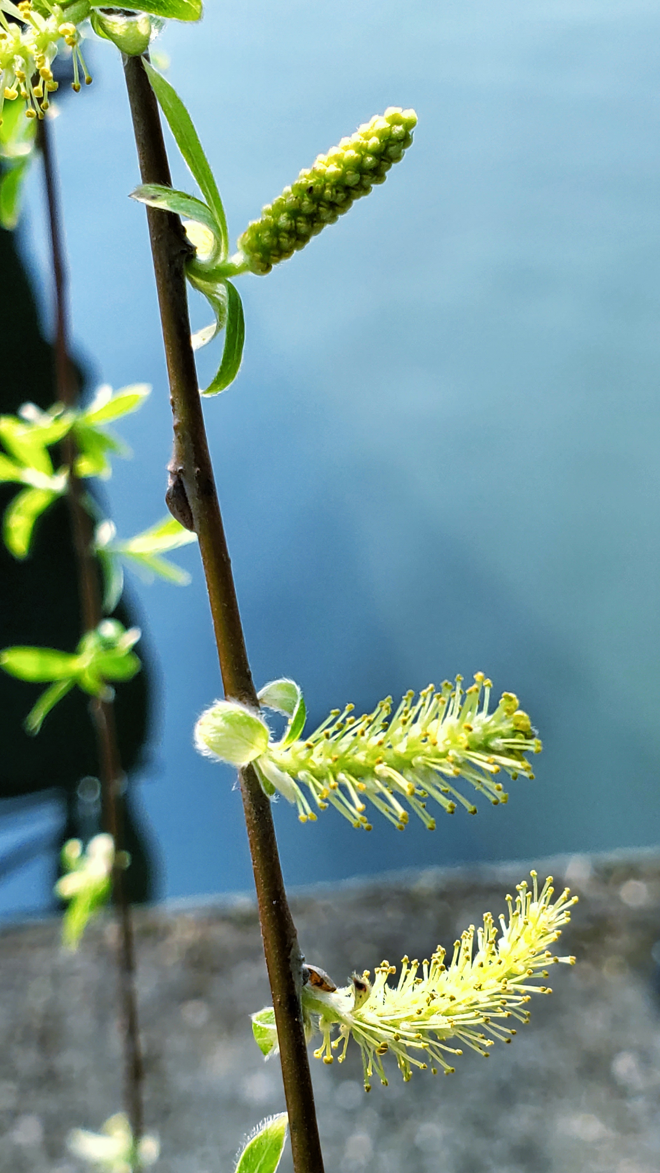 和春住。带着小神兽去踏青
