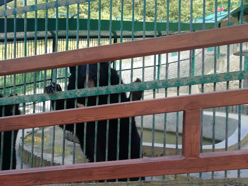 洛阳栾川竹海野生动物园值得去吗,洛阳栾川竹海野生动物园都有什么