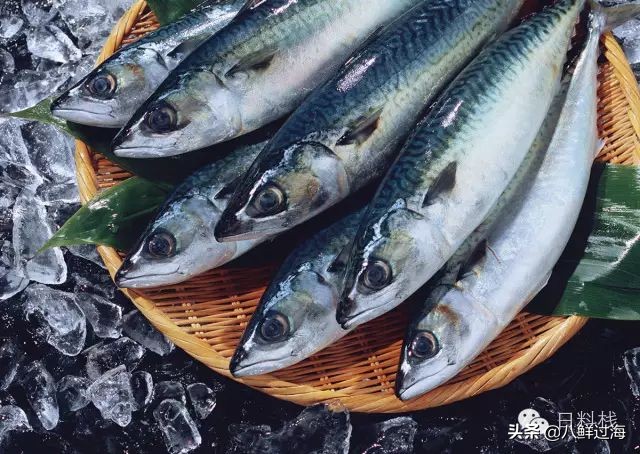 鲭鱼｜虽生犹死的那种境界……