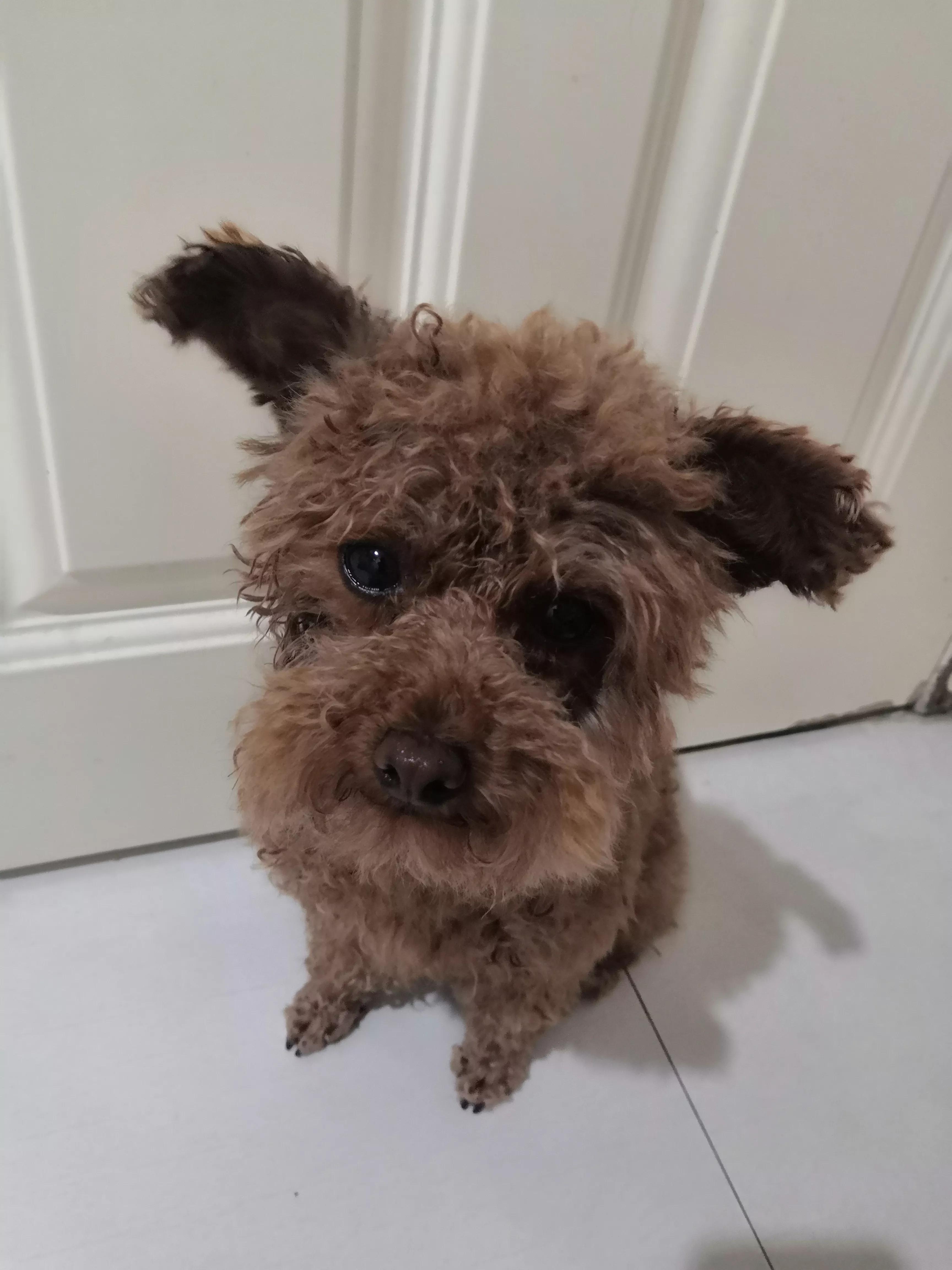 流浪的小泰迪,流浪泰迪犬的故事