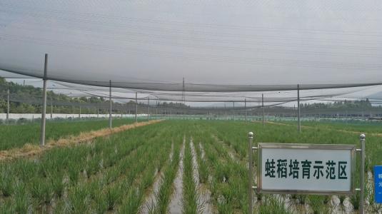 养殖青蛙一亩一年能出多少青蛙,青蛙养殖如何建场地青蛙才不会跑