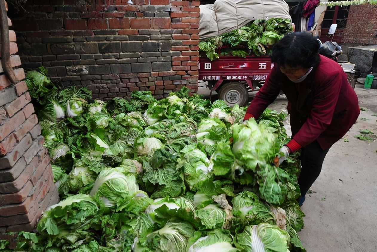 乡土散文怀念我的母亲,乡土散文家乡的大白菜