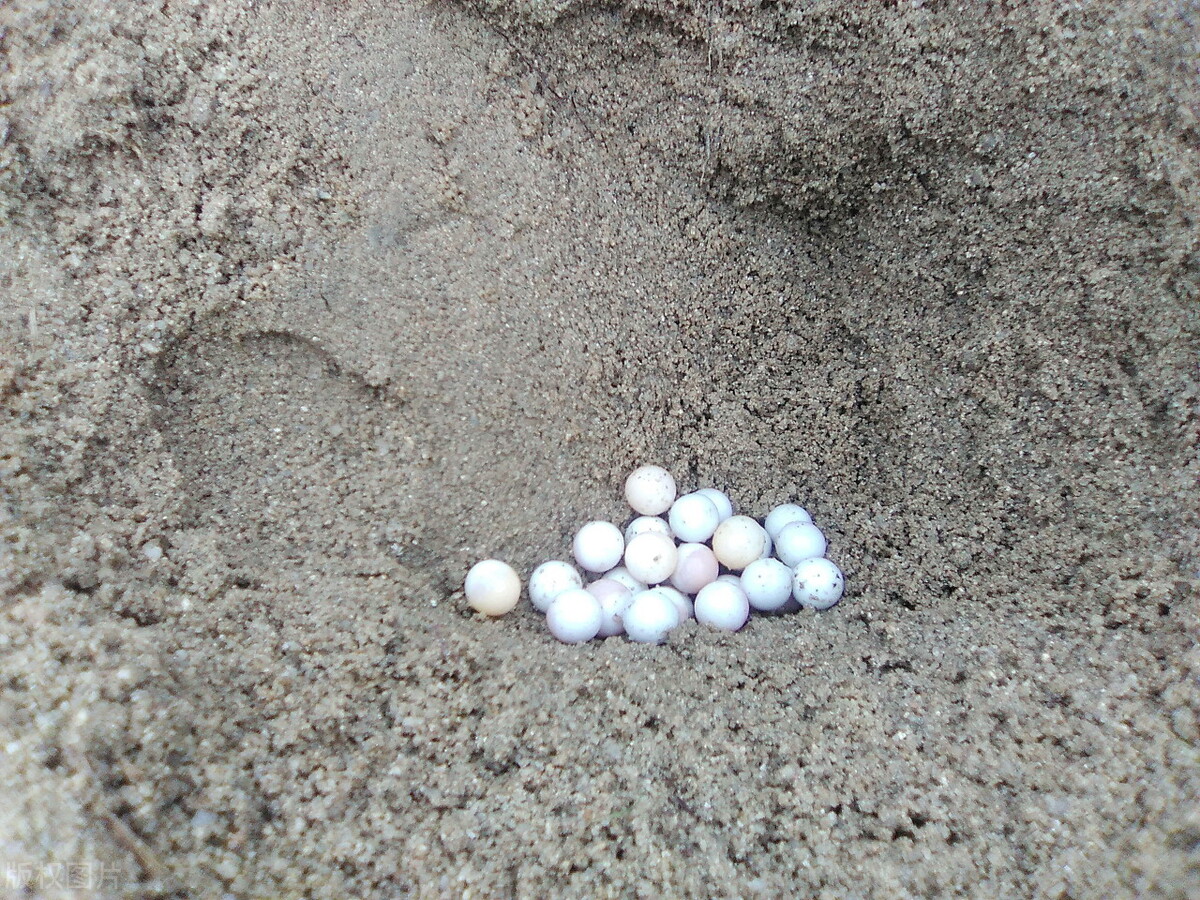 甲鱼在美国泛滥,哪个国家甲鱼泛滥了