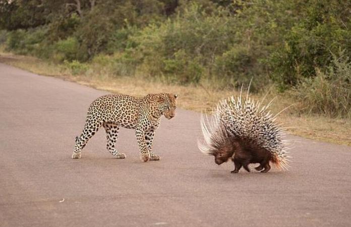 豪猪对战豹子豹子满身都是刺,豹子碰上豪猪竟难以下口