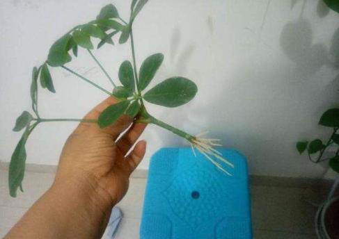 白糖水对植物生根有帮助吗,白糖水浇花的功效与作用