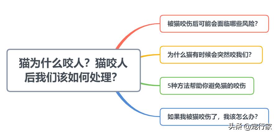 被猫咬伤发病几率高吗,猫被猫咬了是怎么回事