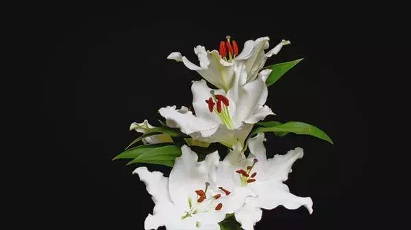 世界第一鲜花市场视频,bbc探秘墨西哥毒品战争