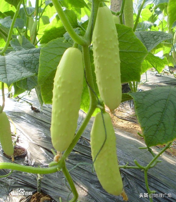 山东标志性美食图片,山东特色优质农产品目录