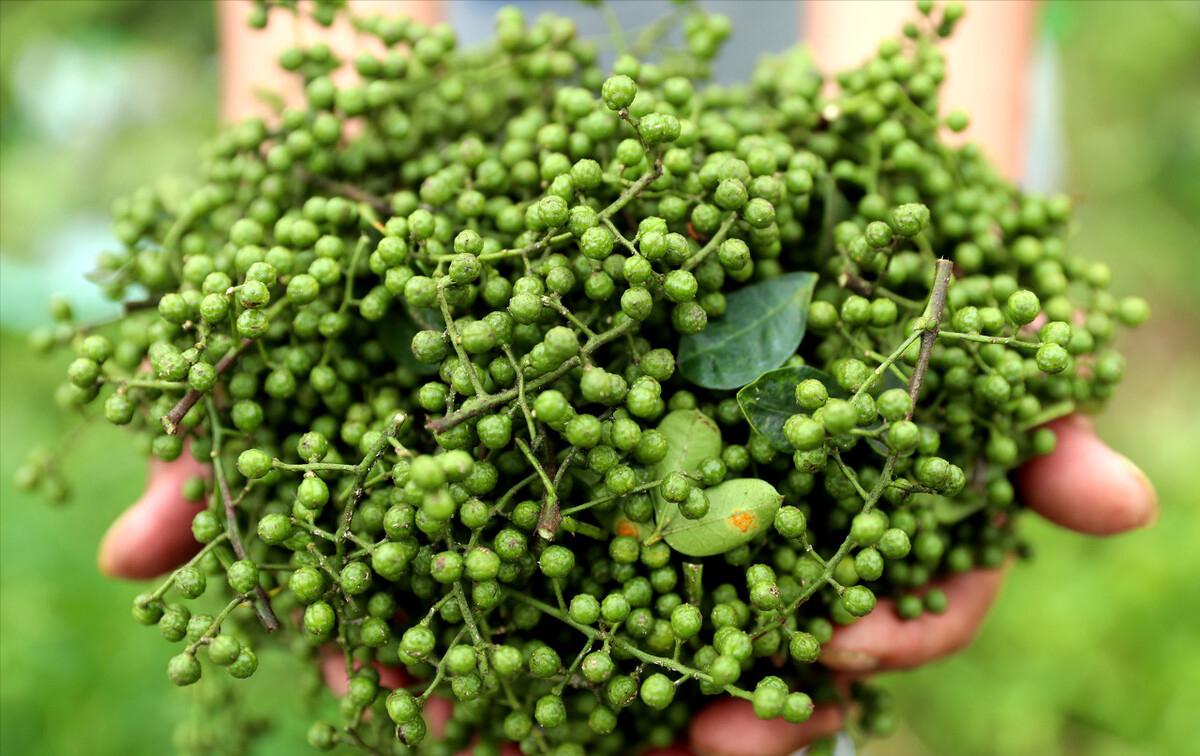 大叔收集废品变废为宝,重庆大叔创业