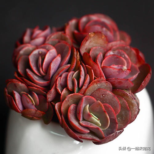 秀妍夏天可以露养吗,秀妍怎么养