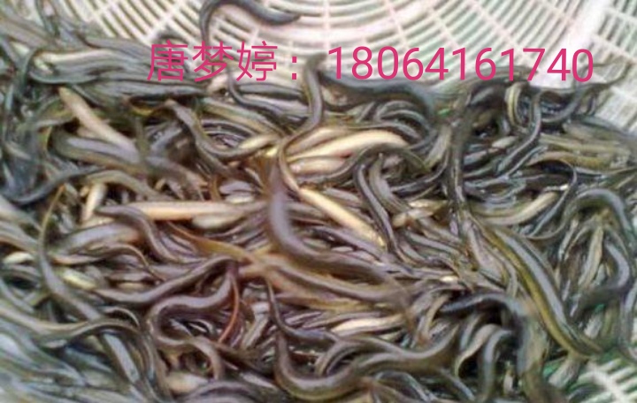 泥鳅养殖与市场前景,泥鳅养殖前景及利润