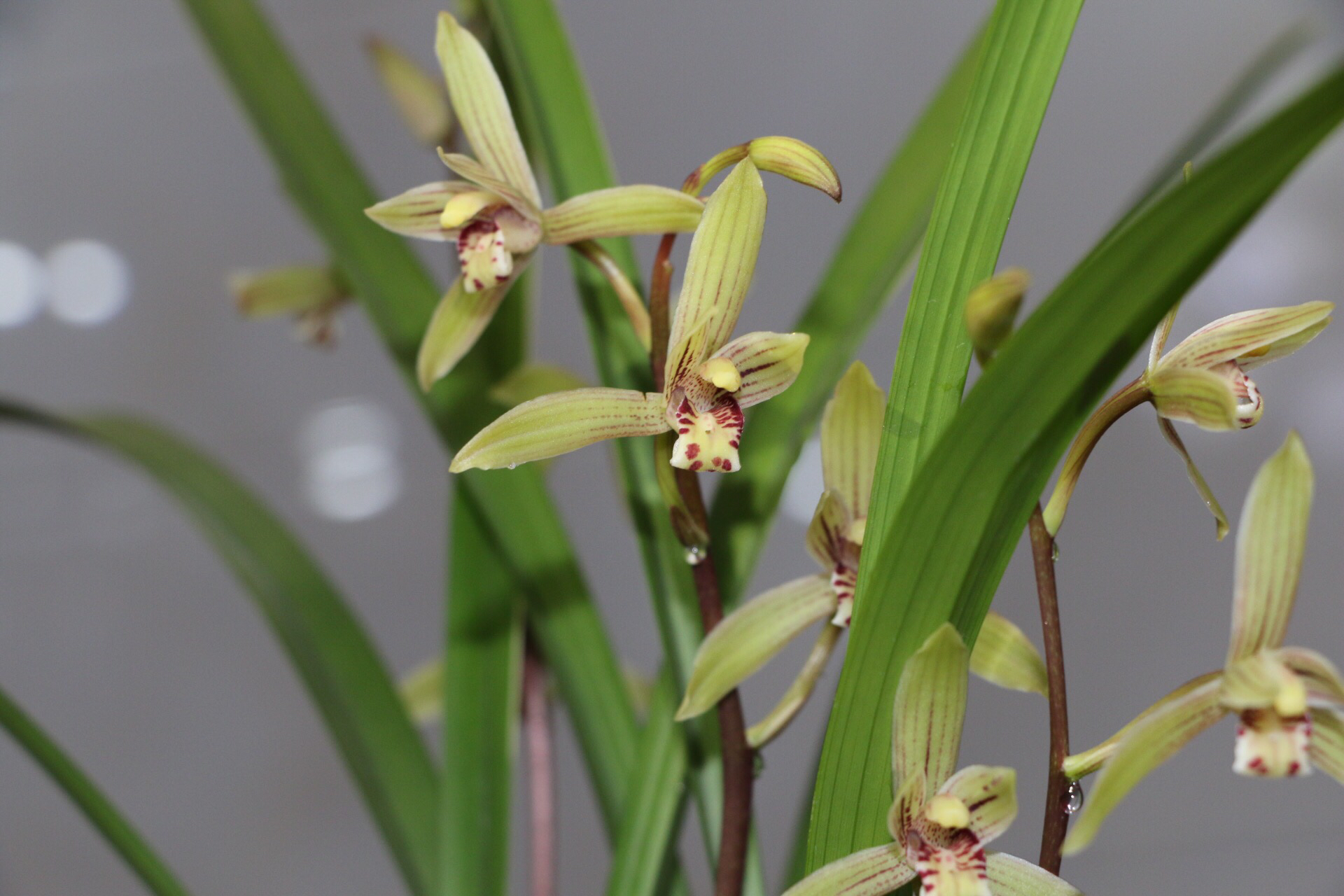 建兰小桃红花苞多长时间能打开,建兰小桃红带花苞能养活吗