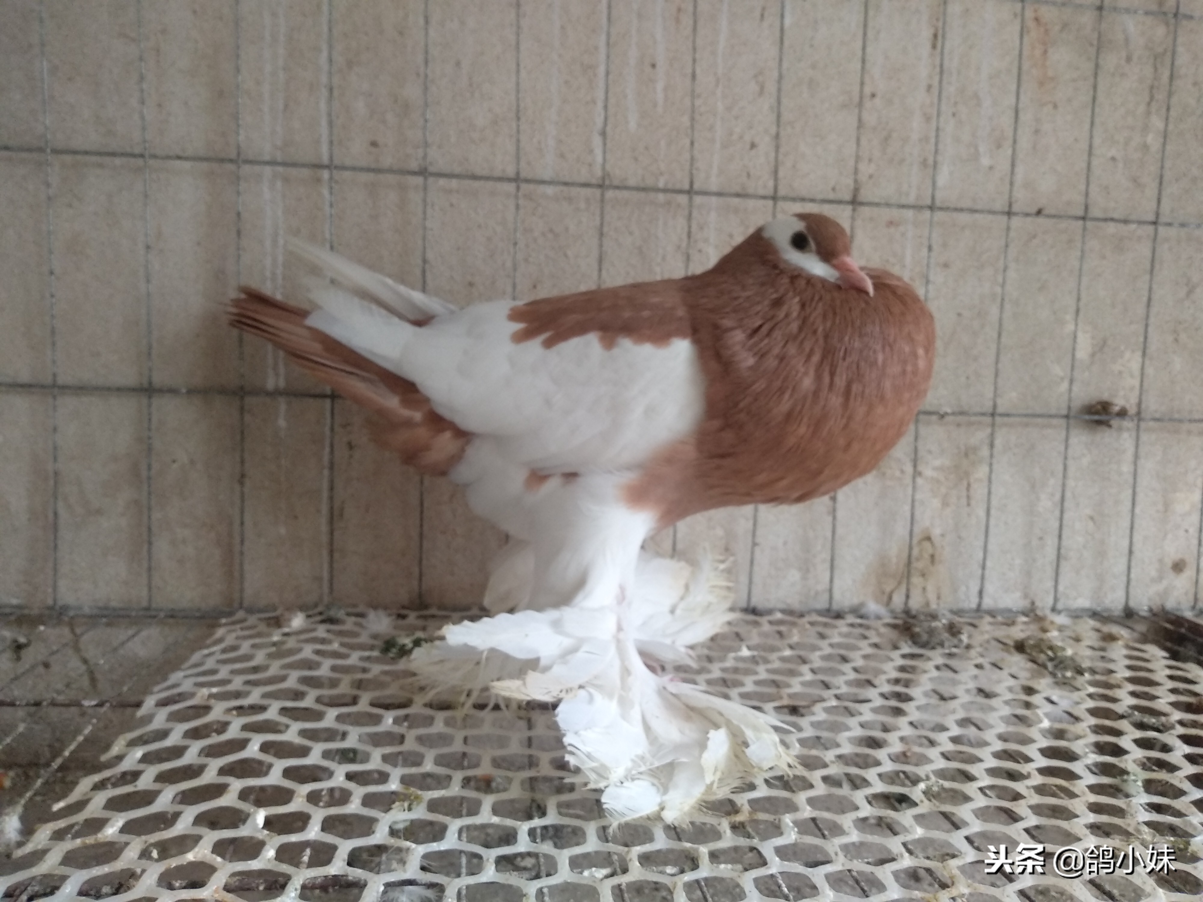 如何养好鸽子和家鸽,怎样养好鸽子视频