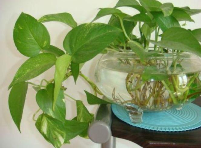 水培绿萝根系发黑是怎么回事,绿萝水培放了硫酸亚铁根系特别大