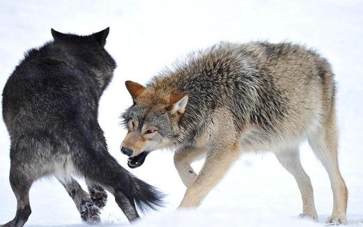 像狼的狗狗,同样是狗狗哈士奇为啥和狼像