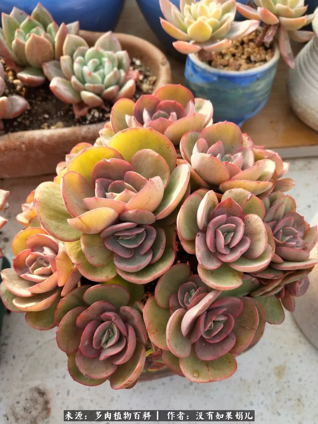 明人不说暗话，我为多肉而来！