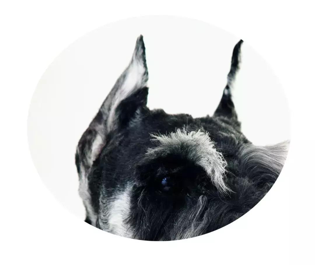 NO.1流行犬种——迷你雪纳瑞你了解多少？