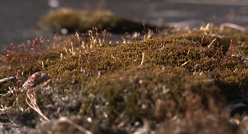 人类凭空消失去哪了,2027年人类会不会消失