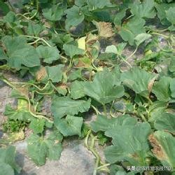 大棚甜瓜种植技术视频教程,大棚种植甜瓜利润怎么样