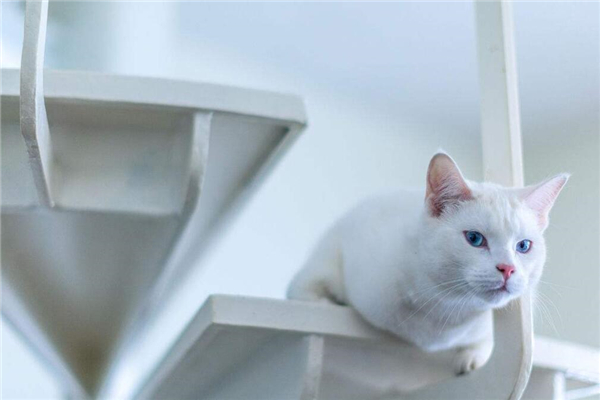 安哥拉吃什么食物,安哥拉猫爱吃什么